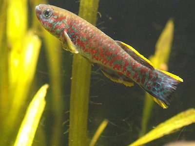 Blue Killifish