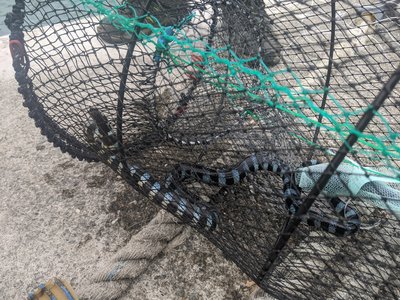 Blue Lipped Sea Krait