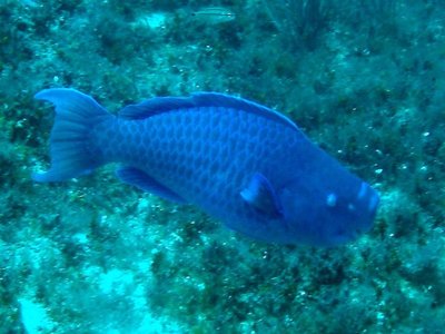 Blue Parrotfish