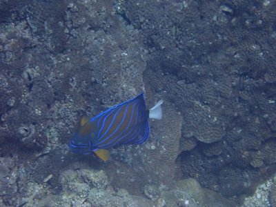 Blue Ring Angelfish