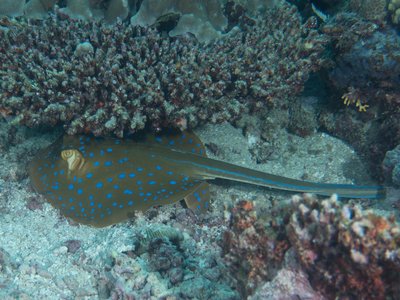 Blue Spotted Ribbontail Ray