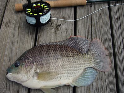 Blue Tilapia