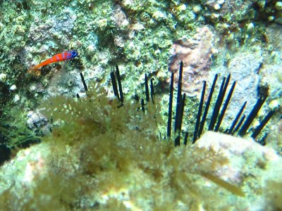 Bluebanded Goby