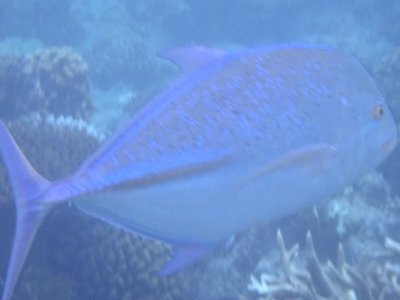 Bluefin Trevally