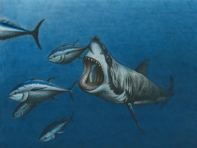 Bluefin Tuna