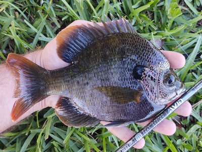 Bluegill Sunfish