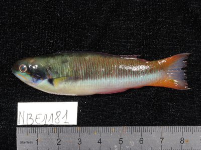 Bluehead Wrasse