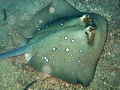 Bluespotted Stingray