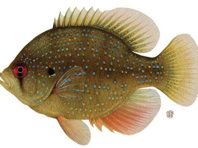 Bluespotted Sunfish