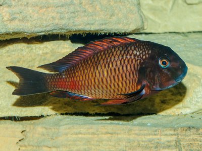 Blunthead Cichlid