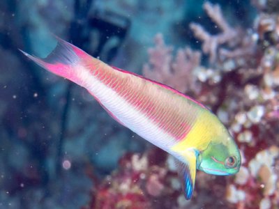 Blunthead Wrasse