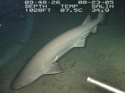 Bluntnose Sixgill Shark