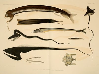 Bobtail Snipe Eel