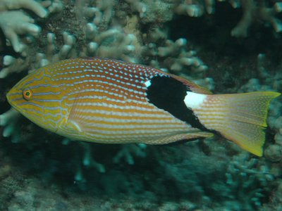 Bodianus