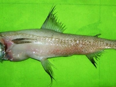 Bombay Duck
