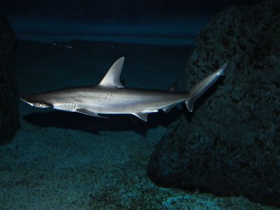 Bonnethead Shark