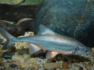 Bonytail Chub