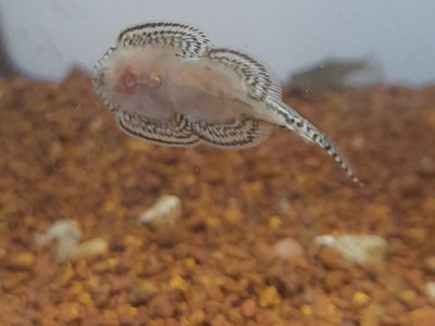 Borneo Sucker