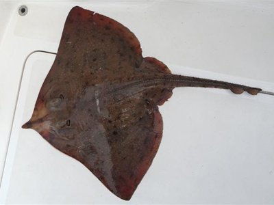 Bottlenose Skate