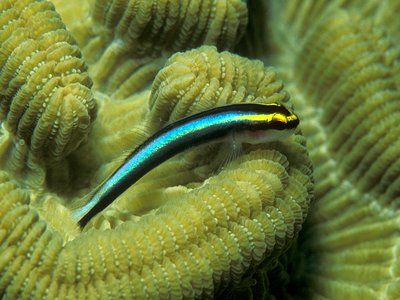 Boulder Goby