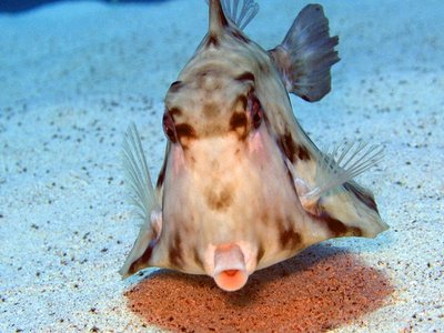 Boxfish