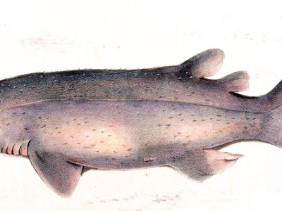 Bramble Shark