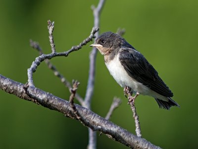 Branch Perch