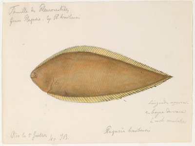 Brazilian Flounder