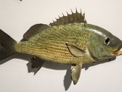 Brazilian Grunt