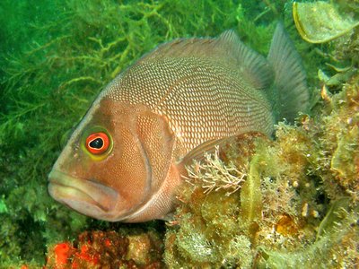 Breaksea Cod