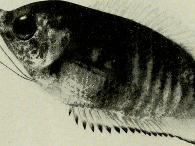 Breeding Gourami