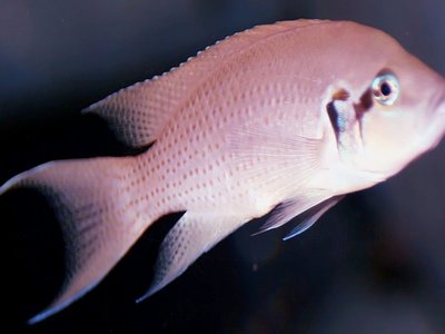 Brichardi Cichlid