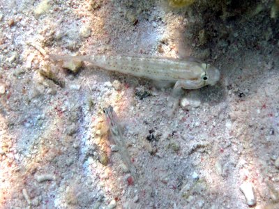 Bridled Goby