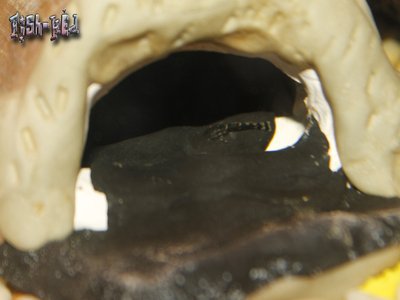 Bristlenose Pleco