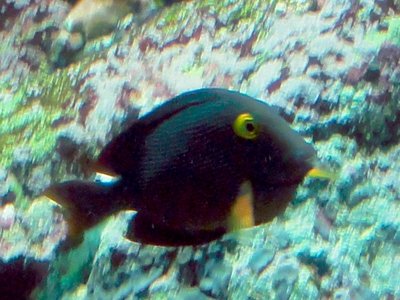 Bristletooth Surgeonfish