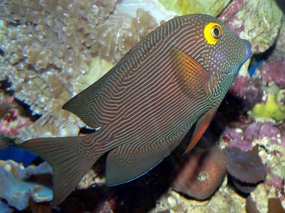 Bristletooth Tang