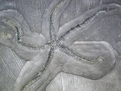 Brittle Starfish Fish