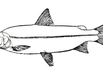 Broad Whitefish