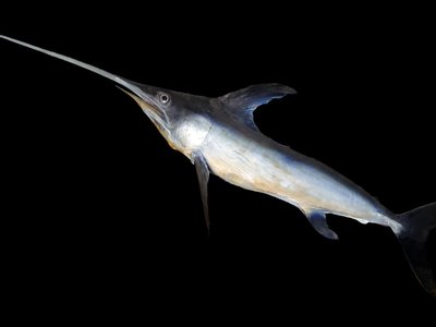 Broadbilled Swordfish