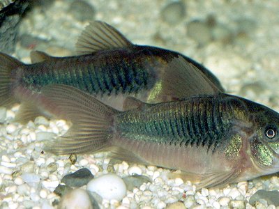 Bronze Corydoras