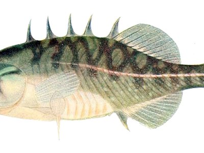 Brook Stickleback