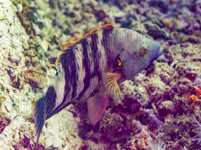 Broomtail Wrasse