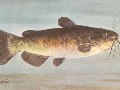 Brown Bullhead Catfish