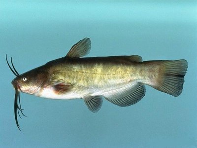 Brown Bullhead
