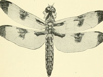 Brown Damsel