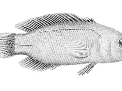 Brown Dottyback