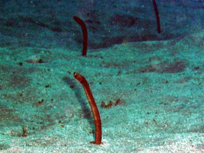 Brown Garden Eel