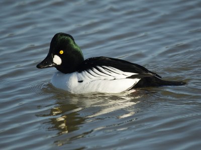 Brown Goldeneye