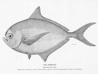 Brown Pomfret