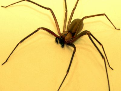 Brown Recluse